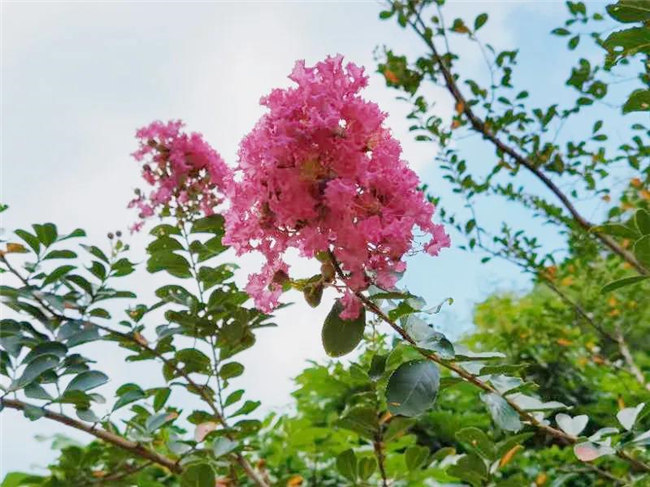 呼吸鮮氧，踐行公益——廣東博皓公益活動：星溪線公益環(huán)?；顒?  -5